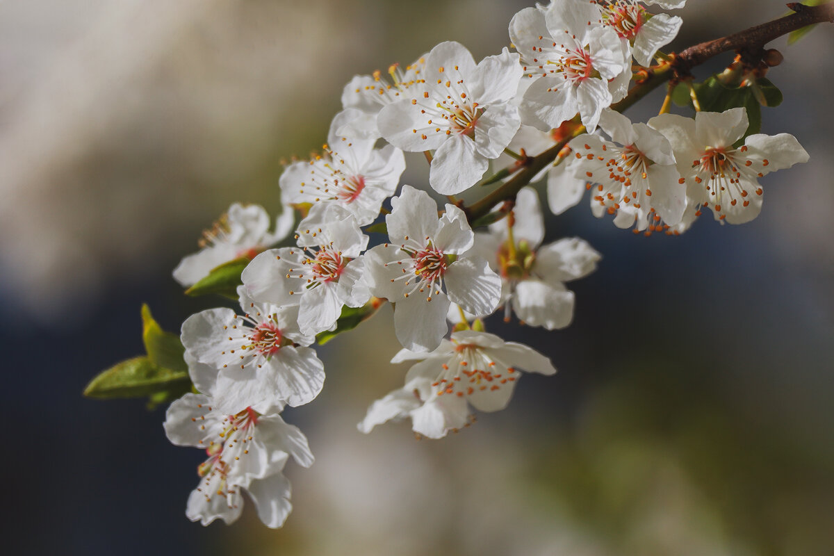 Очарование природы - Yana Ryz