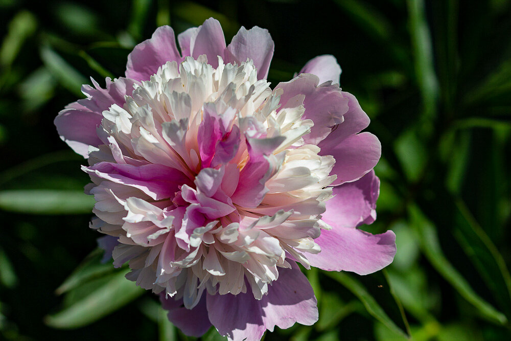 Пион - Светлана SvetNika17