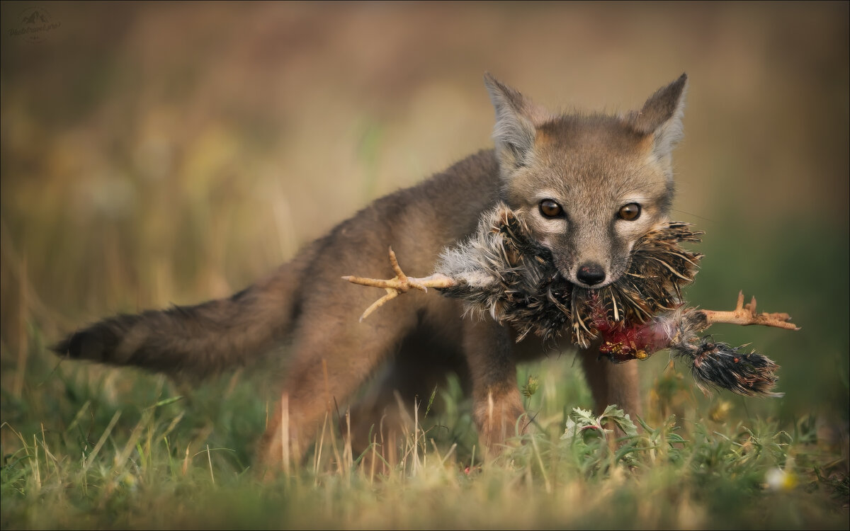 Страсти-мордасти - Влад Соколовский