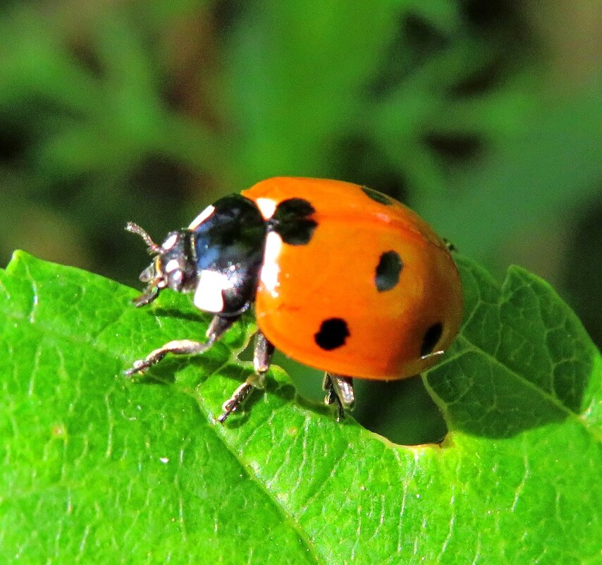 Божья коровка - Андрей Снегерёв