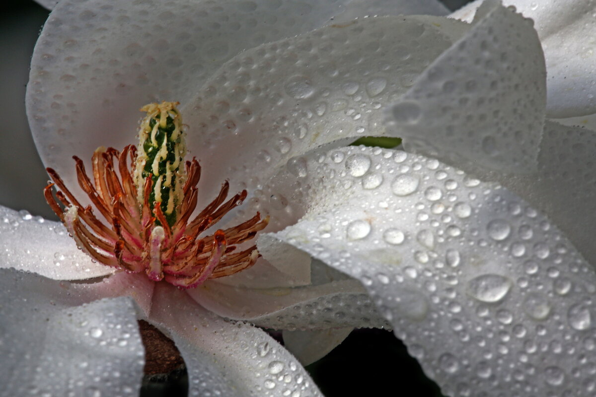 Магнолия в Ботсаду МГУ 23 апреля - Михаил Бибичков Магнолия в Ботсаду МГУ 23 апреля - Михаил Бибичков