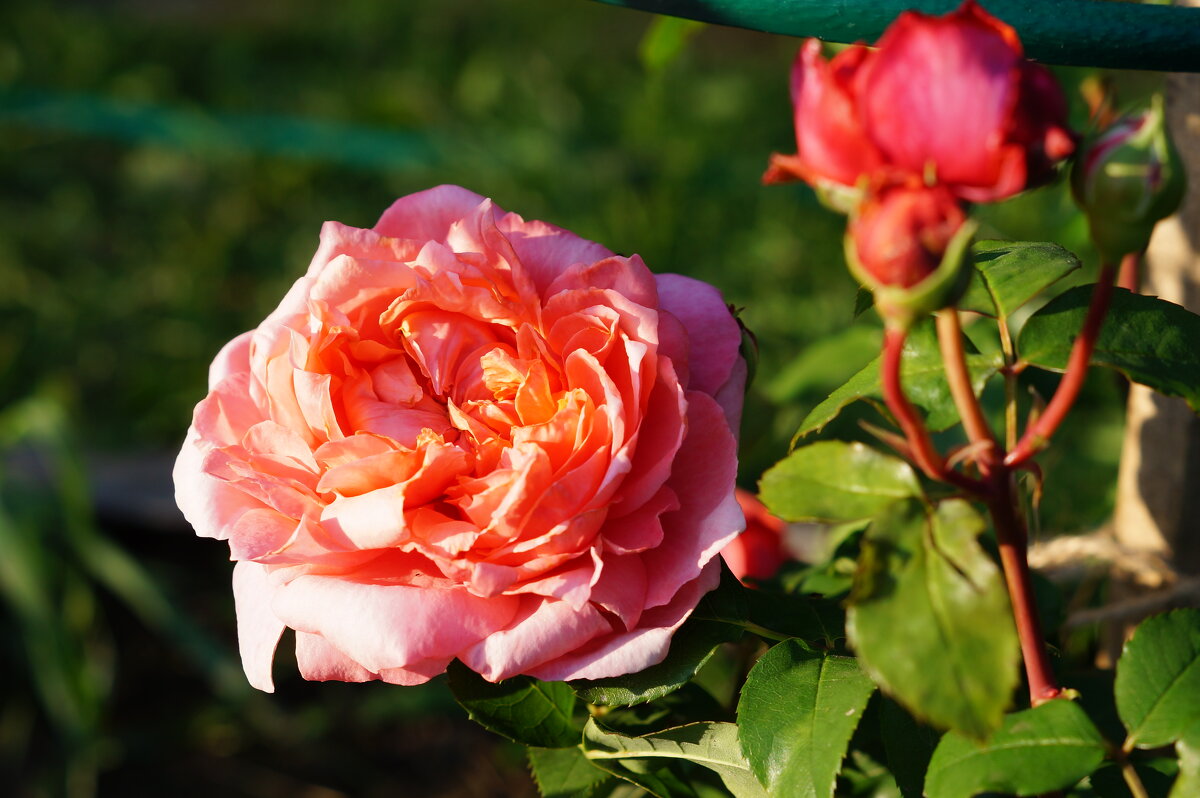 Роза - Сергей Ц