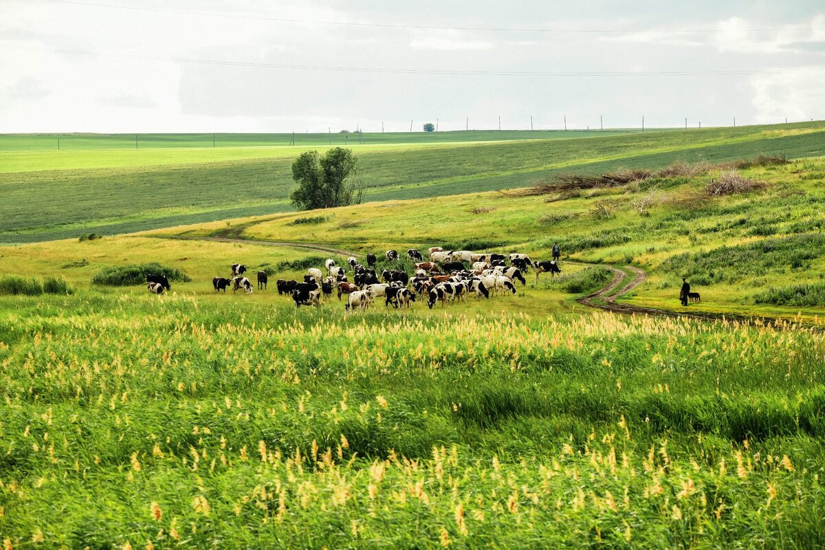 *** - Зинаида Манушкина