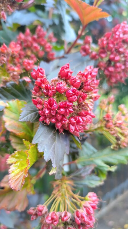 лето - Елена Сергеева