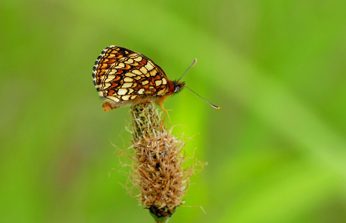 и снова бабочки 11 - Александр Прокудин