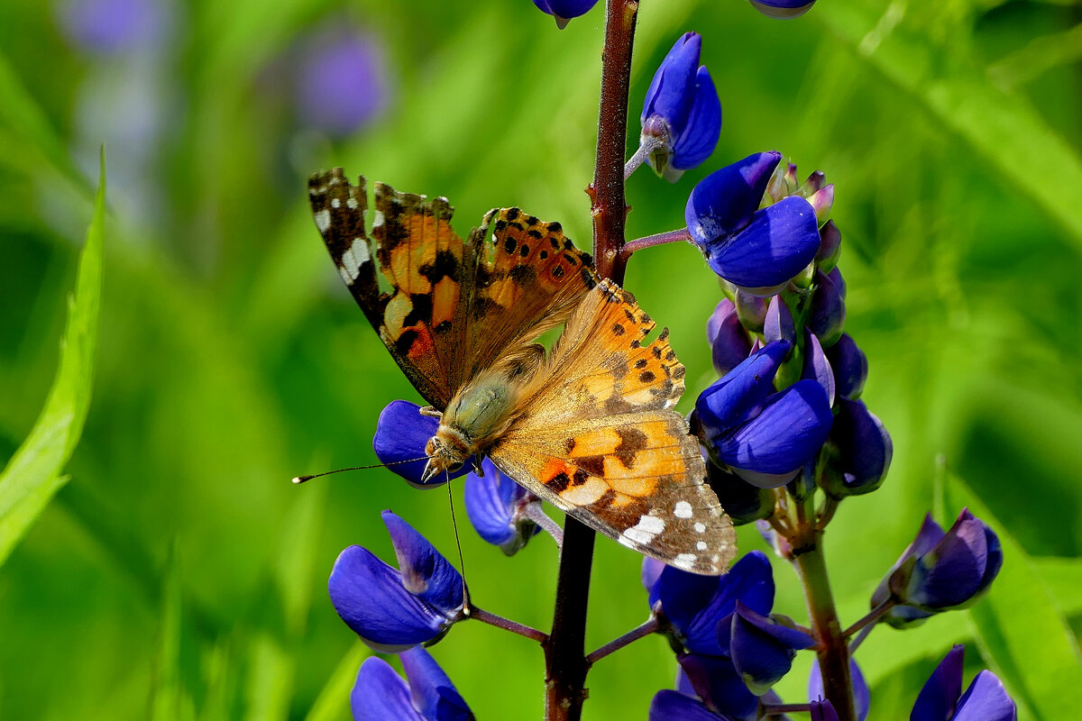 и снова бабочки 12 - Александр Прокудин