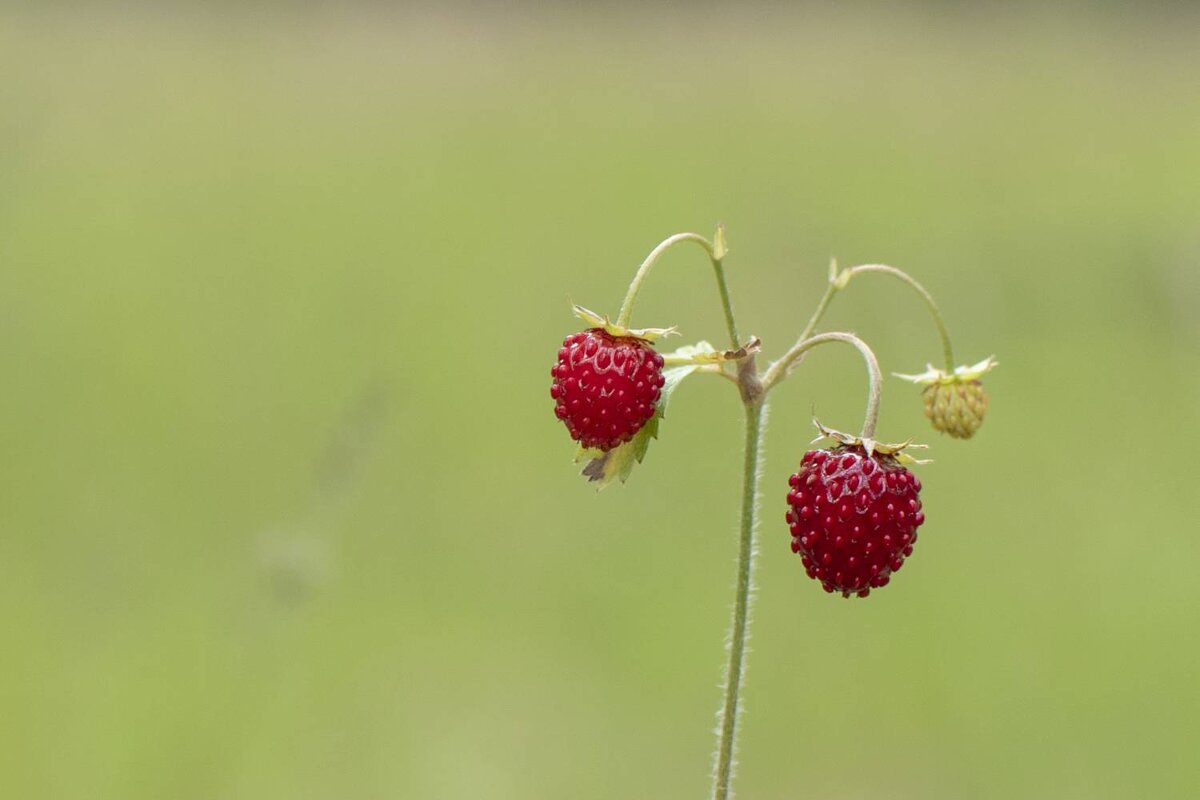Земляника - Николай Чичерин