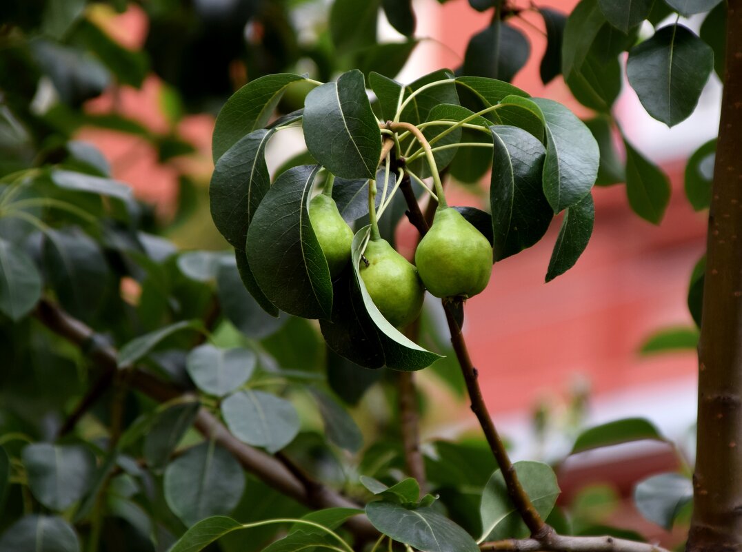 *** - Павленко Михаил 
