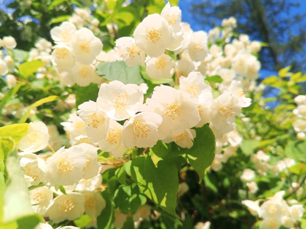 Чубушник - Сапсан 