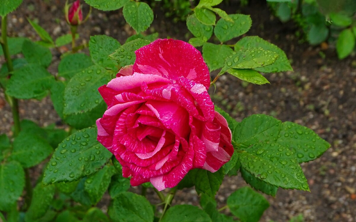 Мраморная роза. - Милешкин Владимир Алексеевич 