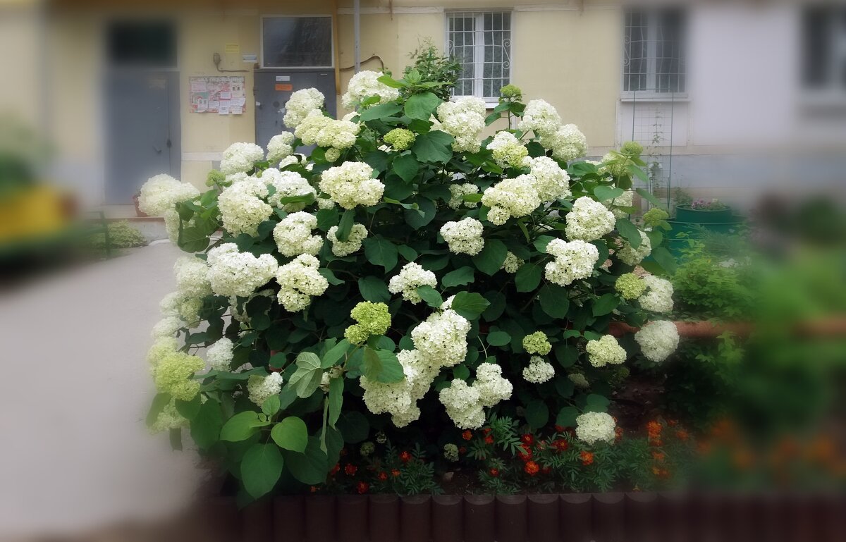 Цветы у дома - Galina Solovova