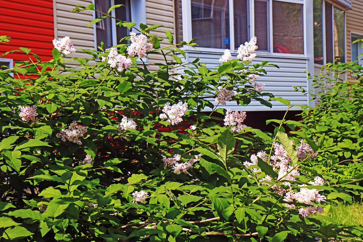Июнь...Цветет сирень под окном! - Владимир 