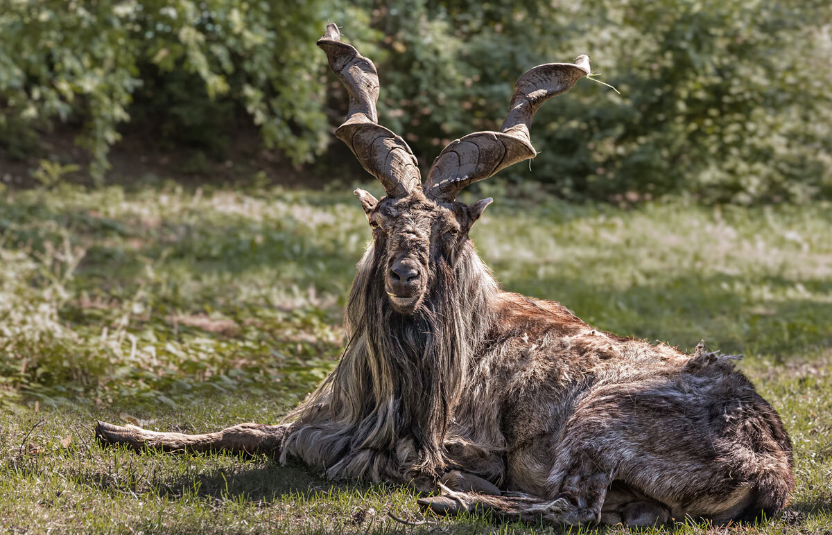 Винторогий - SanSan 