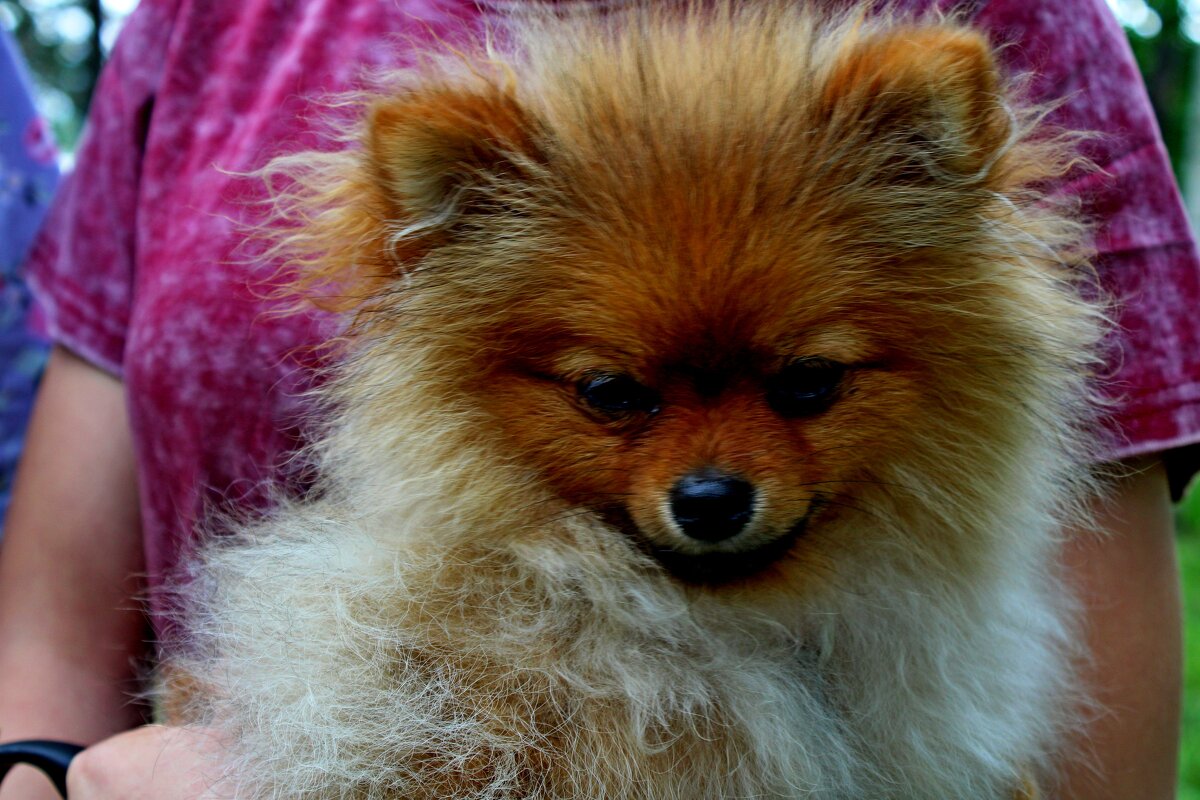 Буся - Дмитрий (Горыныч) Симагин