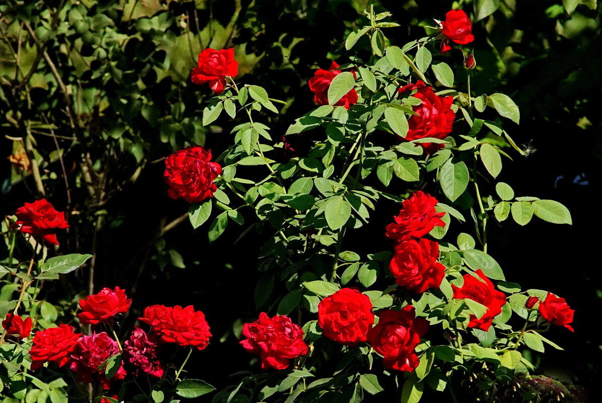 Как у брата во дворе... - Николай Саржанов