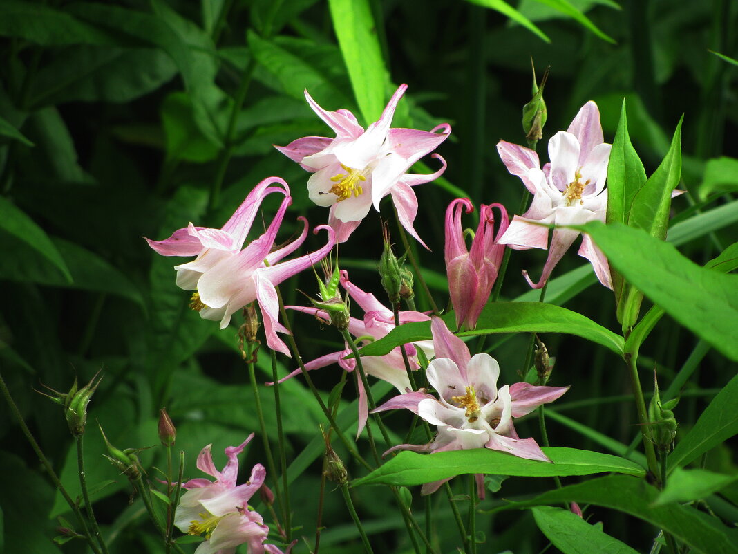 Аквилегия цветёт - Людмила Смородинская Аквилегия цветёт - Людмила Смородинская