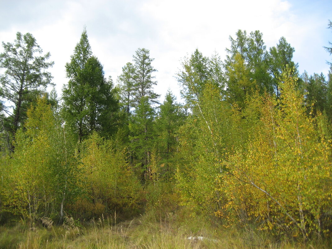 Лесные прогулки - Anna Ivanova