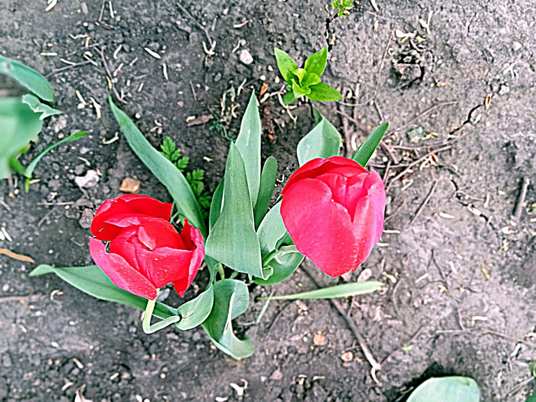 Весенний цвет. - Владимир Драгунский Весенний цвет. - Владимир Драгунский