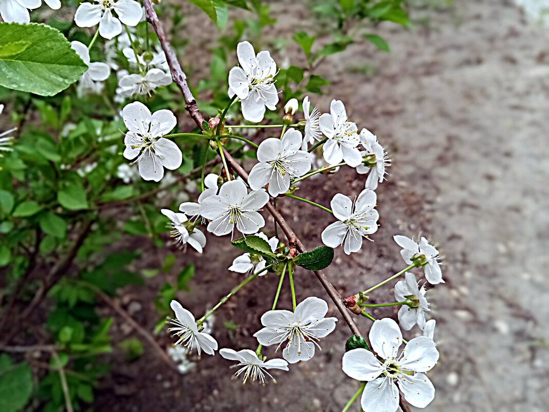 Весенний цвет. - Владимир Драгунский