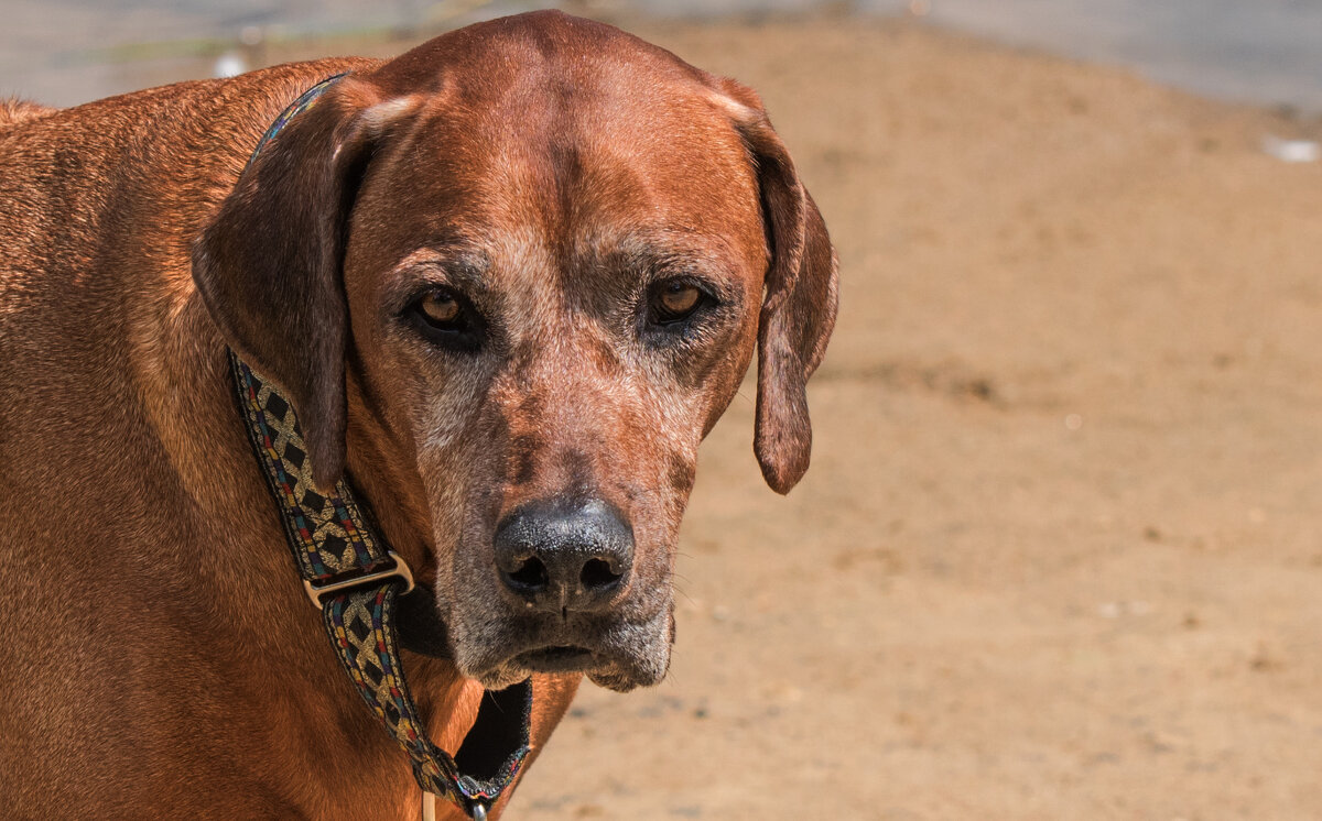 *** - Владимир Безбородов