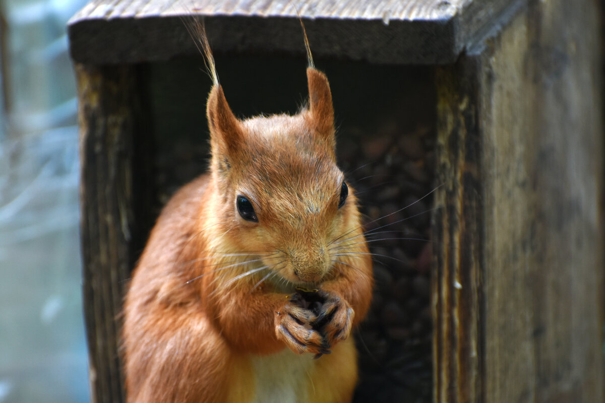 Москва. Белки Нескучного сада. - Наташа *****