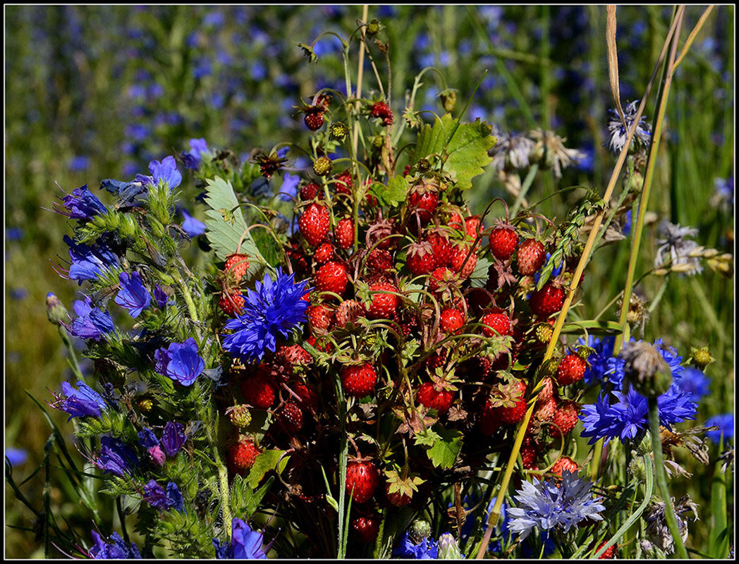 дары природы - Aleksandr Gal