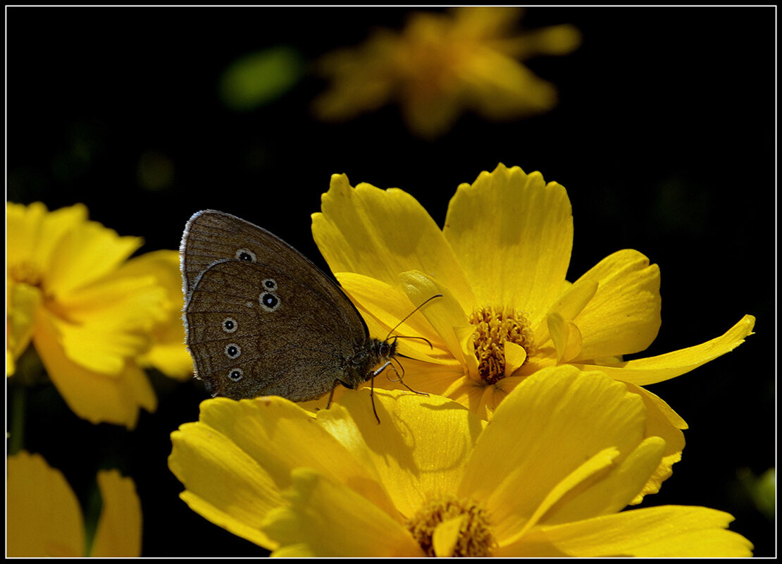 Бабочка Глазок цветочный... - Aleksandr Gal