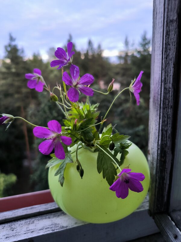 Летний вечер. - Ольга 