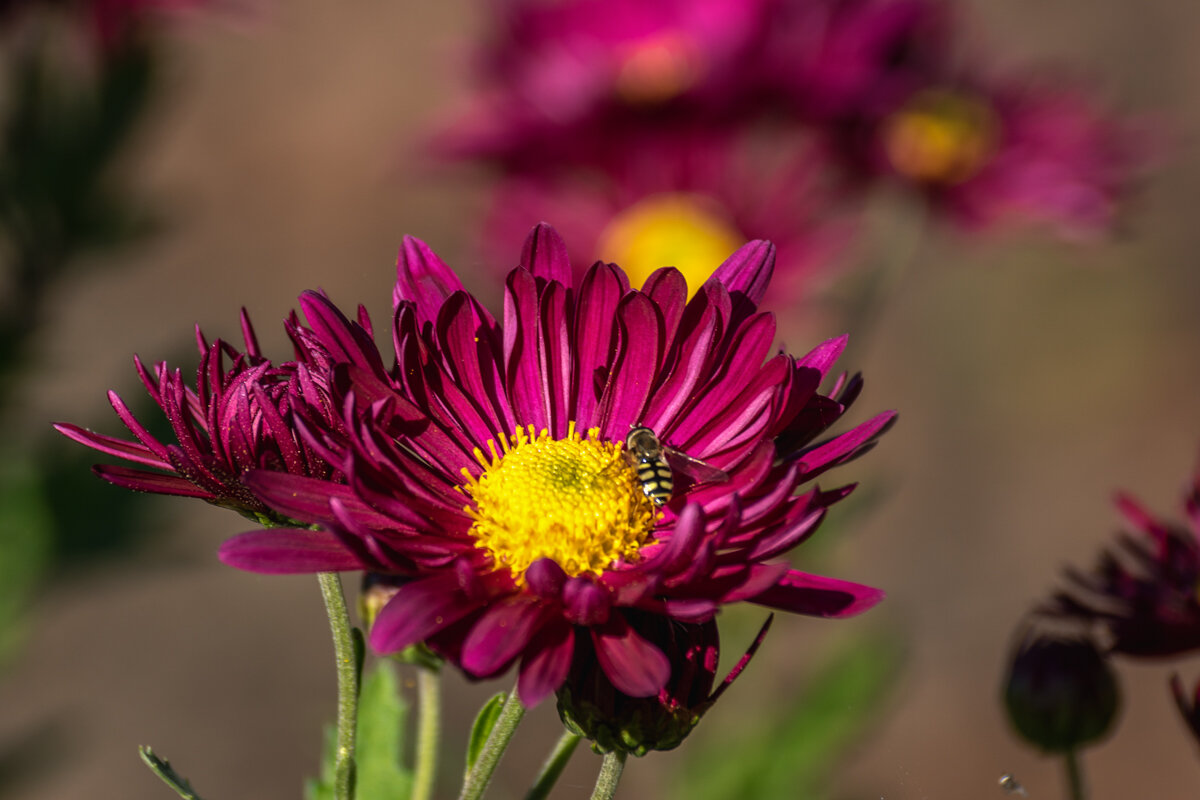 Хризантема - Игорь Сикорский