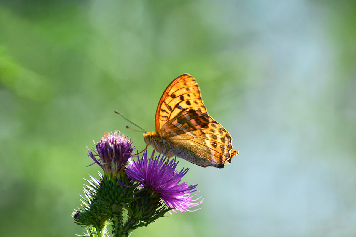 Летним  утром - Геннадий Супрун