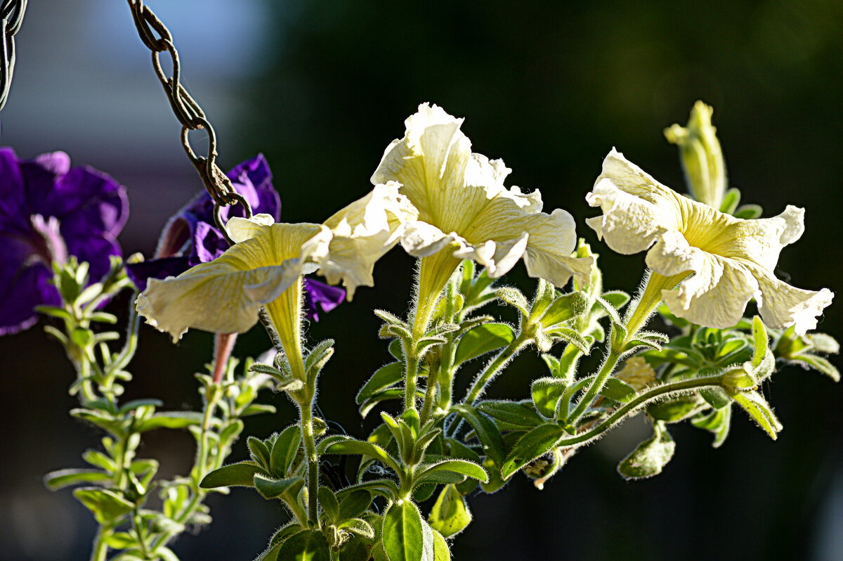 Петуния - Татьяна Лютаева Петуния - Татьяна Лютаева