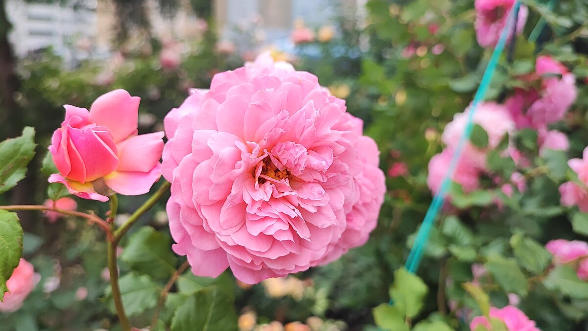 ,,, - Сергей Тимоновский