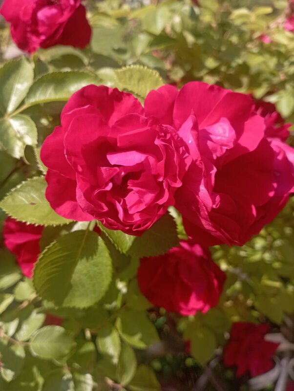 На улицах города - Елена Семигина