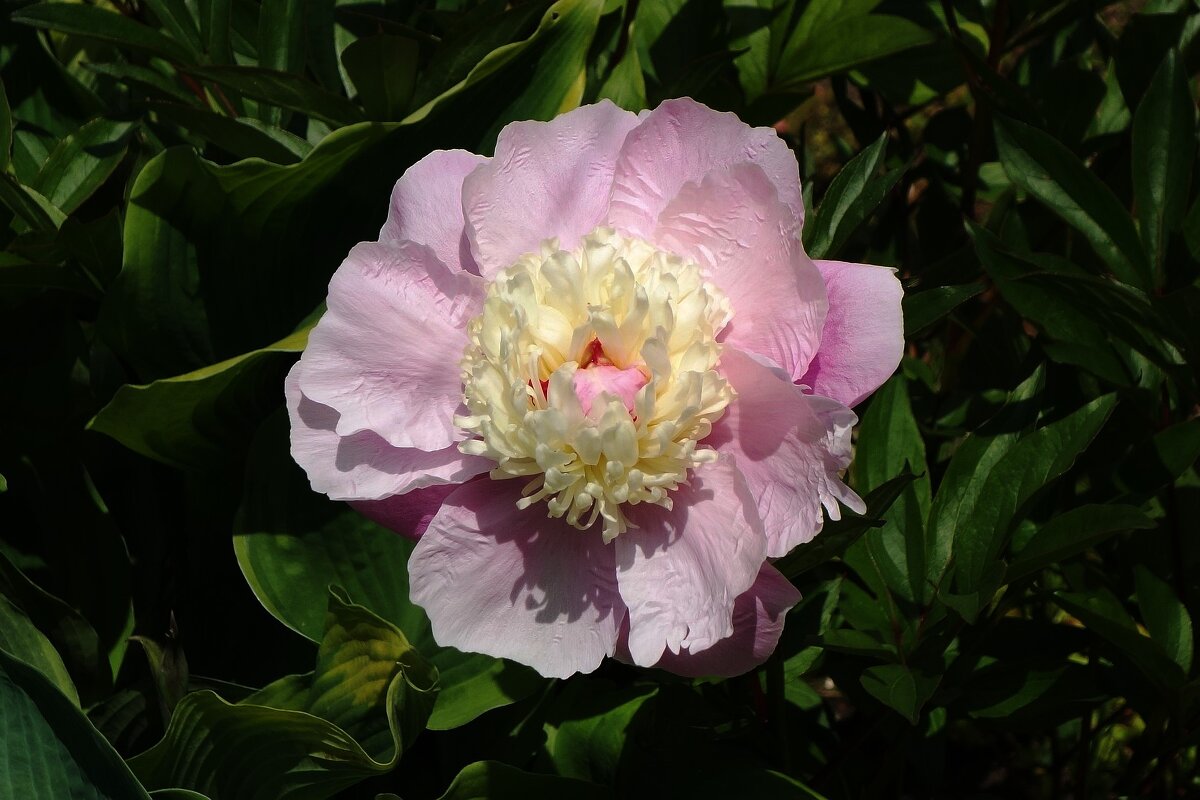 Пион - Рита Симонова