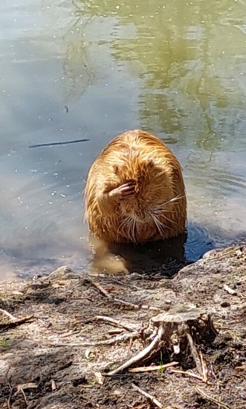 Утренний туалет - ИРЭН@ .