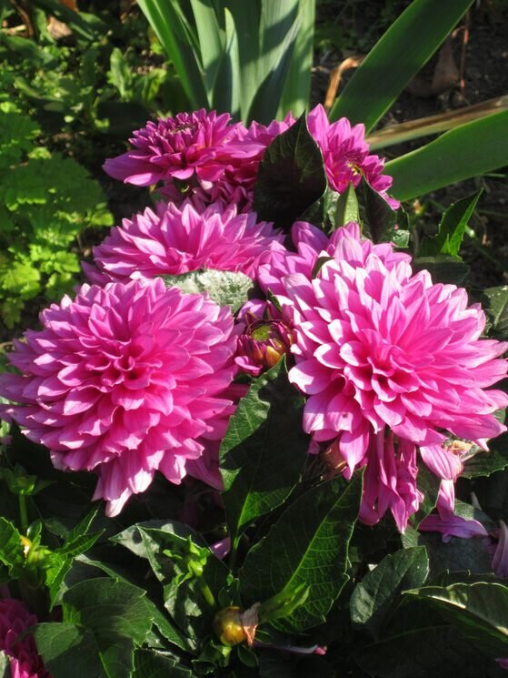 Георгины Малиновый Звон - Дмитрий Никитин