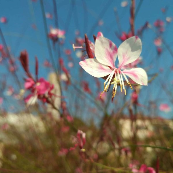 Цветок - Натали 