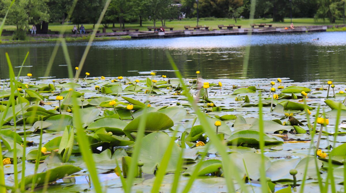 Украшение пруда. - Василий Палий