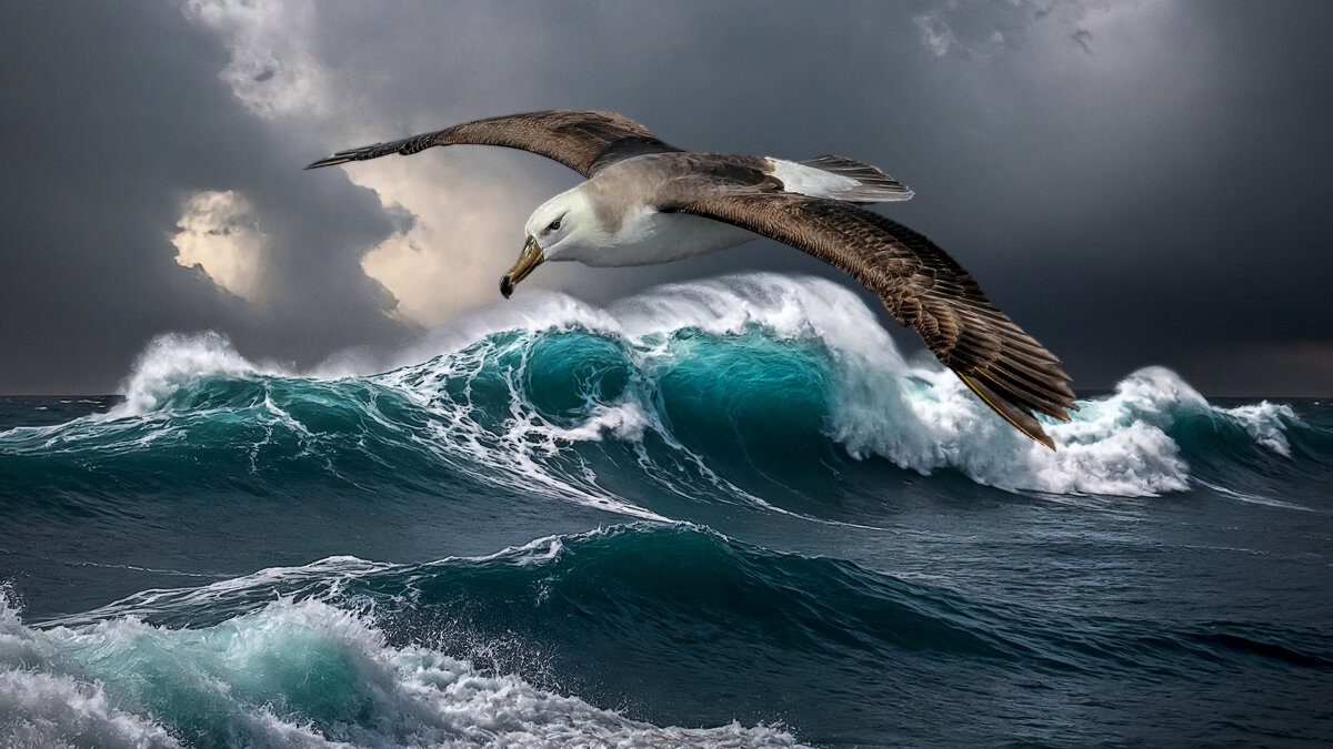 Альбатрос - Aleksey Afonin