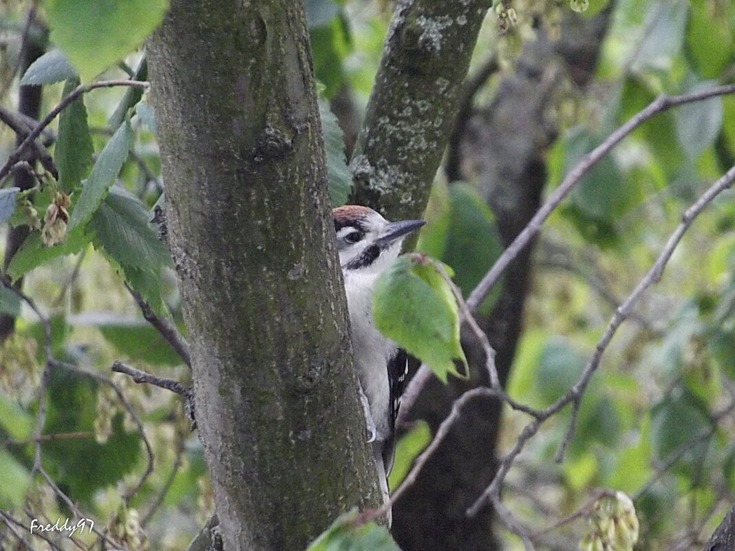 Гордый дятел - Freddy 97