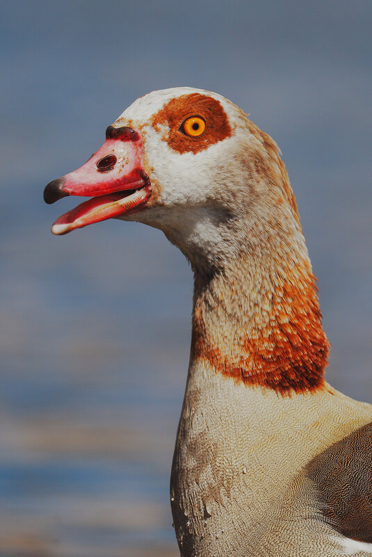 Портрет Египетского гуся - Yana Ryz Портрет Египетского гуся - Yana Ryz