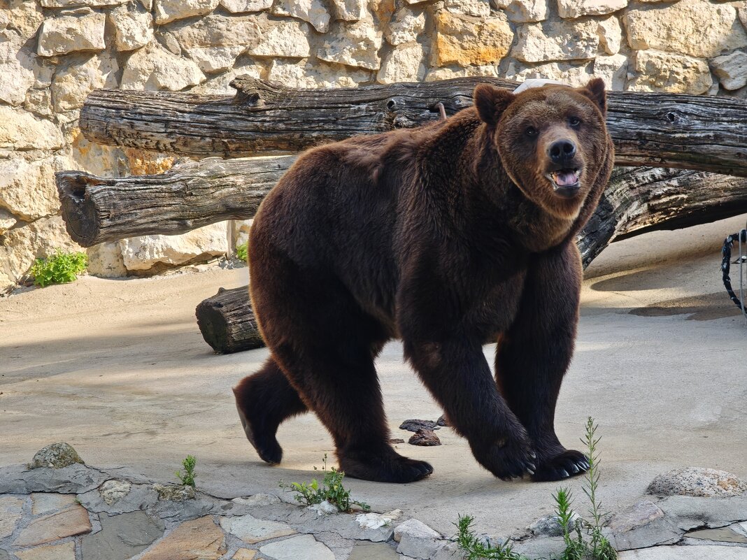 Бурый медведь Гром - <<< Наташа >>> Бурый медведь Гром - <<< Наташа >>>