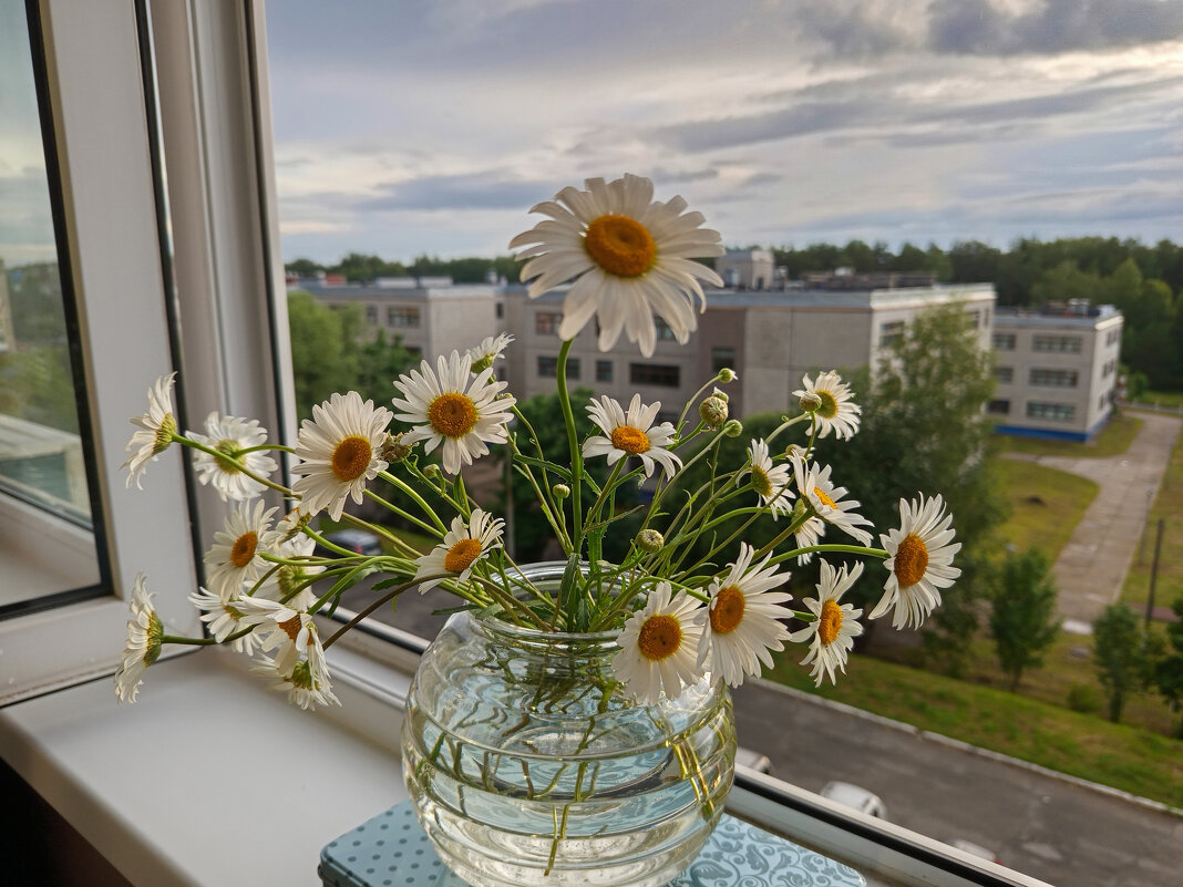 Вечер.....,ромашки.... - Алена 