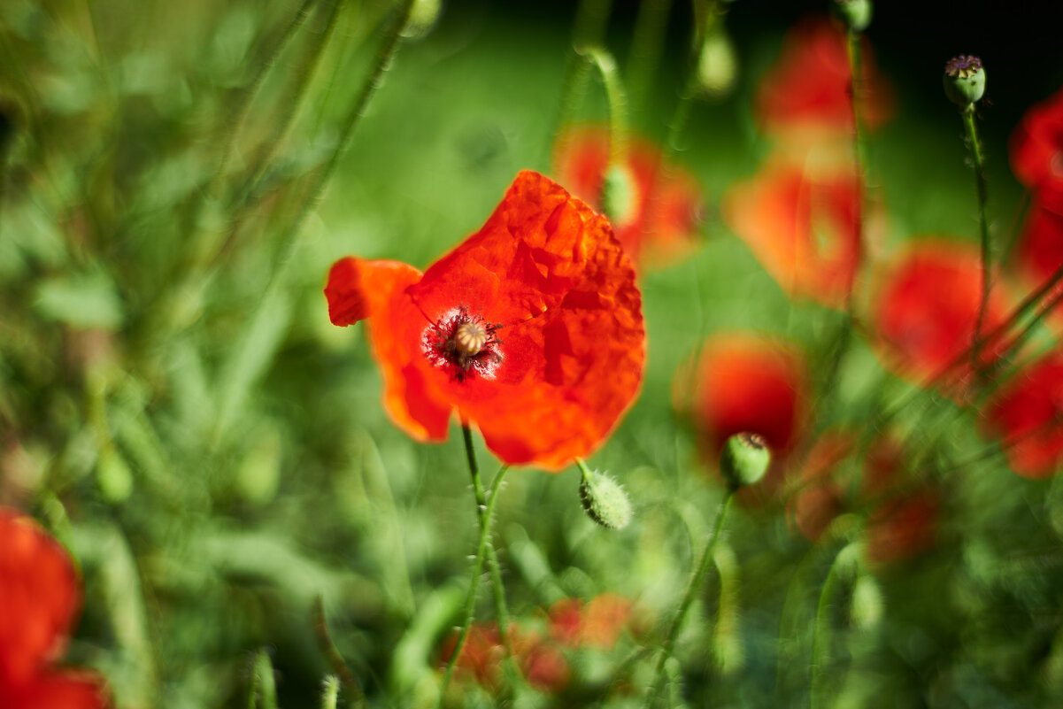 маки - Александр Леонов