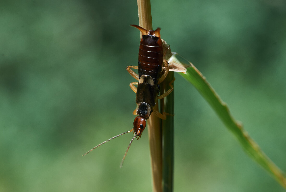 Обыкновенная уховертка - Александр Леонов