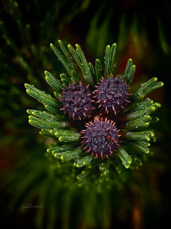 Цветение шишек. - Галина Левина