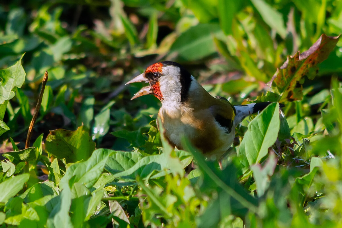 эй! полетели дальше... - Виталий Емельянов эй! полетели дальше... - Виталий Емельянов