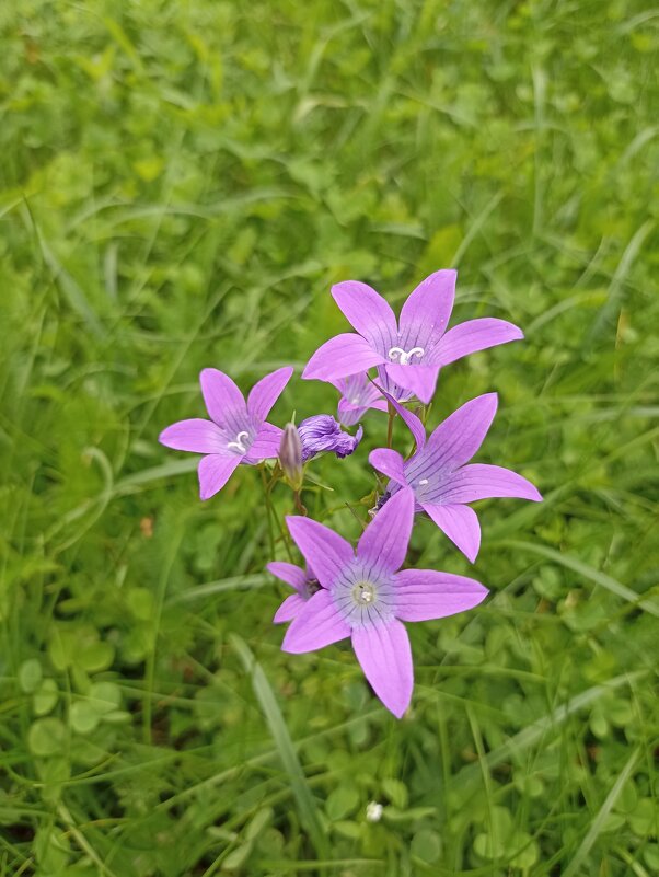 Летнее разноцветье - Pippa 