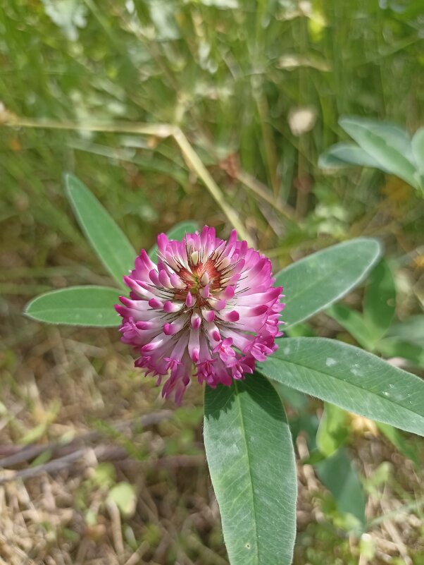 Летнее разноцветье - Pippa 