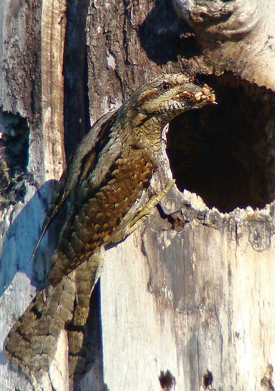 гнездо вертишейки - gawrilа - dan гнездо вертишейки - gawrilа - dan